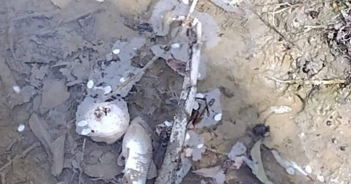 В Новороссийске из-за фильтрата с горящей свалки в реке массово гибнет рыба