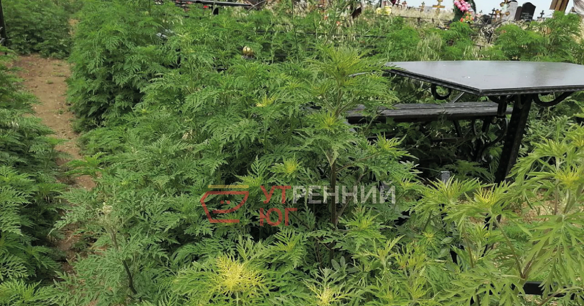Кладбище в Гулькевичском районе Кубани заросло ядовитой амброзией