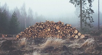 Нарушители в сфере лесопользования нанесли Кубани ущерб на 76 млн рублей