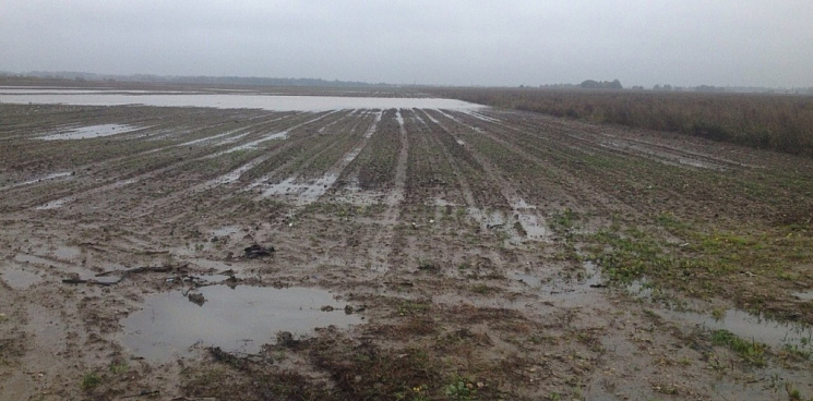 На Кубани в Абинском районе на полях гибнут посевы из-за подтоплений