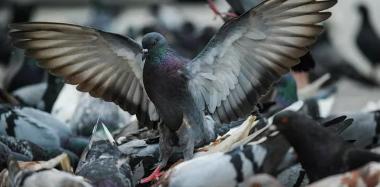 «Работа биологического оружия?»: на Кубани нашли около полутысячи мёртвых голубей