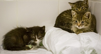 В Краснодаре неравнодушные спасли котят, которых выбросили в мусорку
