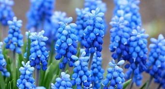 Синий цвет мог появиться в природе из-за предпочтения пчел