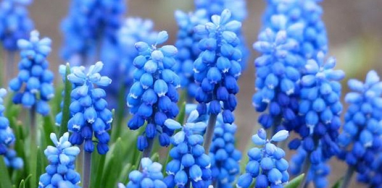 Синий цвет мог появиться в природе из-за предпочтения пчел