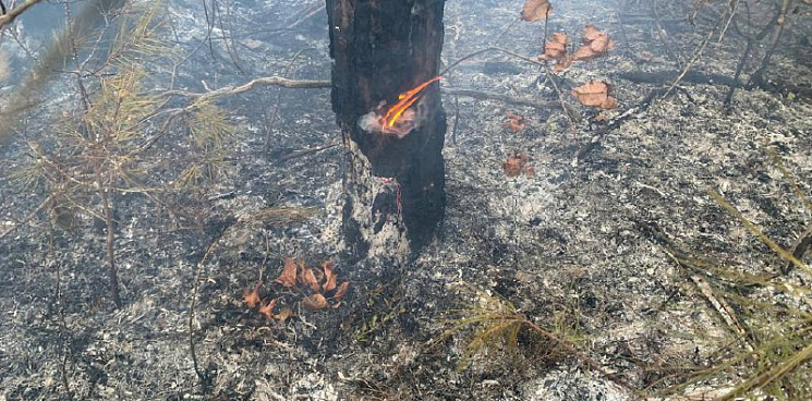 «Новая экологическая катастрофа?» В Геленджике произошел пожар в лесу