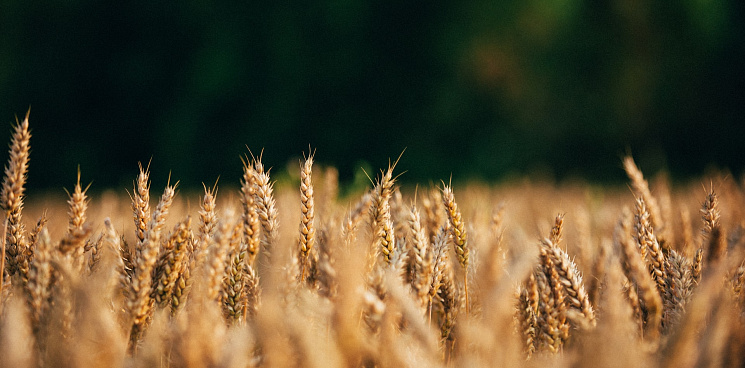«Хрен вам, а не пшеница - сеять в 2023 году не будем!» Кубанские аграрии потеряли 230 миллионов