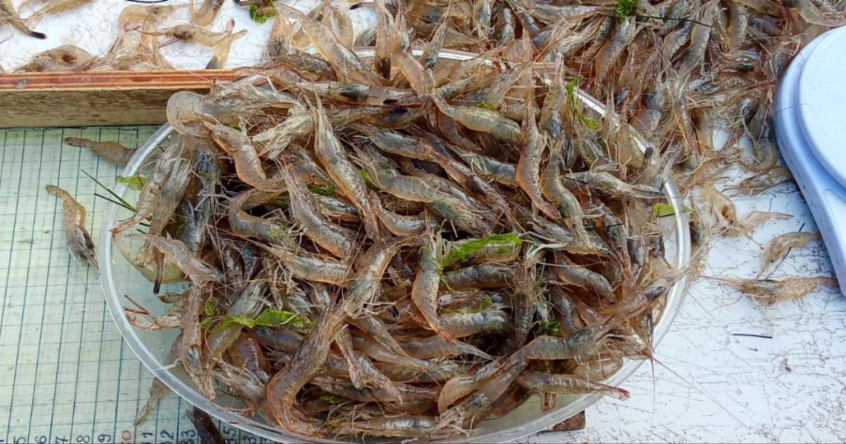 Соленость Азовского моря приблизилась к 16% и почти сравнялась с Черным
