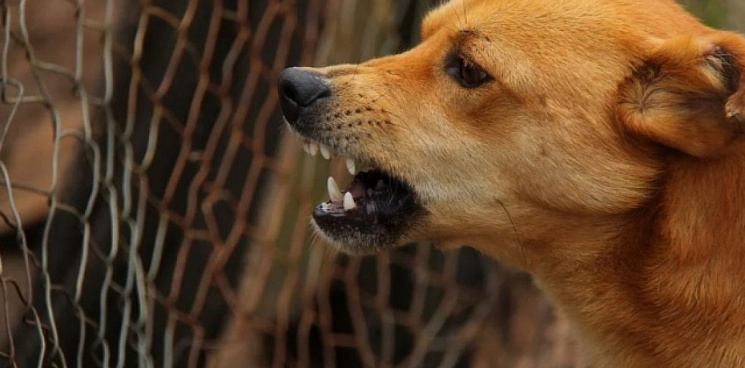В Юбилейном микрорайоне Краснодара собака напала на ребенка 