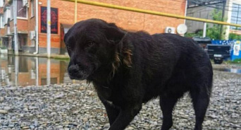 «История со счастливым концом»: в Краснодаре нашли собаку, которая спасла жизнь мальчику – ей хотят подарить дом