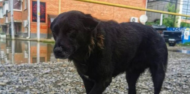 «История со счастливым концом»: в Краснодаре нашли собаку, которая спасла жизнь мальчику – ей хотят подарить дом