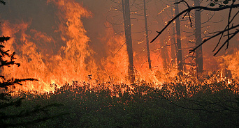 «Получай, огонь! Дальше ты не пройдёшь!» На Кубани сотрудники ДРСУ предотвратили угрозу распространения лесного пожара вооружившись вениками - ВИДЕО