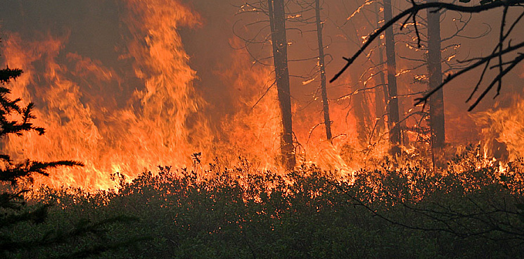 «Получай, огонь! Дальше ты не пройдёшь!» На Кубани сотрудники ДРСУ предотвратили угрозу распространения лесного пожара вооружившись вениками - ВИДЕО