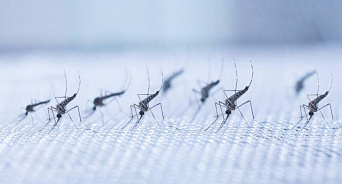 «Не мы такие, природа такая!» Власти Краснодара объяснили небывалое нашествие комаров этим летом