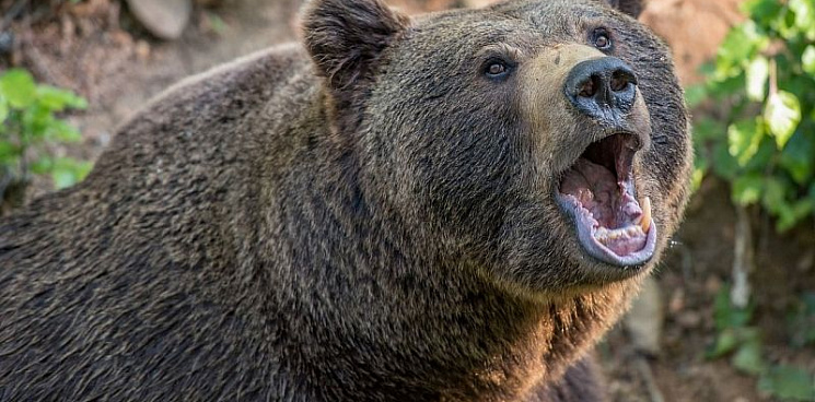 В Сочи садоводы борются с нашествием медведей