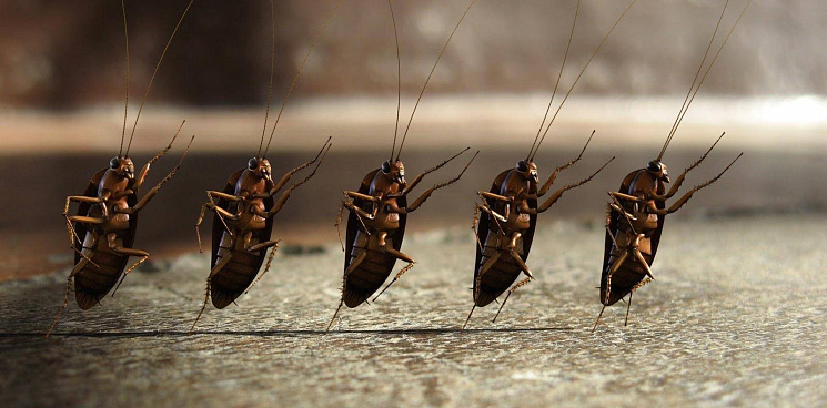 «Ползают по вещам и сумкам»: пациенты краснодарской больницы пожаловались на полчища тараканов в палатах – ВИДЕО