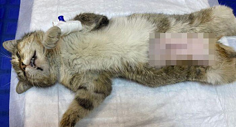«Шерсть завернули внутрь шва, а половые органы сшили с уретрой»: в Краснодаре зоозащитники обвиняют ветклинику в мучительной гибели кошки