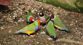 В Сочинский нацпарк «прилетели» экзотические птицы из Австралии