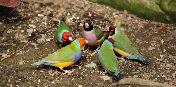В Сочинский нацпарк «прилетели» экзотические птицы из Австралии
