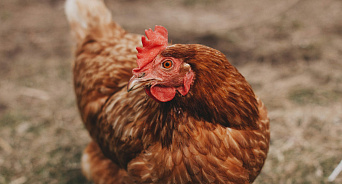 ФАС нашла виновных в росте цен на куриные яйца – это не из-за «разбогатевших» жителей России, как думают в Единой России
