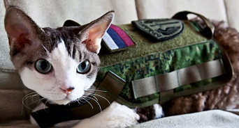 «Боевой кот вышел на тропу войны!» Доброволец из Марий Эл взял с собой в зону СВО своего кота 