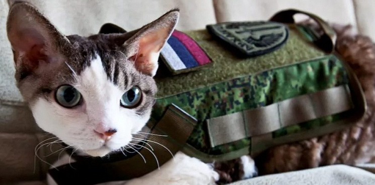 «Боевой кот вышел на тропу войны!» Доброволец из Марий Эл взял с собой в зону СВО своего кота 