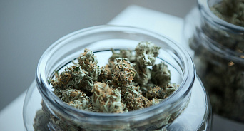 «Преступное садоводство»: в Сочи запасливый огородник хранил у себя два килограмма марихуаны и может сесть на 15 лет – ВИДЕО 