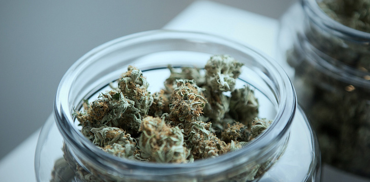«Преступное садоводство»: в Сочи запасливый огородник хранил у себя два килограмма марихуаны и может сесть на 15 лет – ВИДЕО 