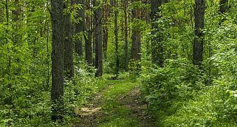 На Кубани выделено 6о миллионов на проект «Сохранение лесов»