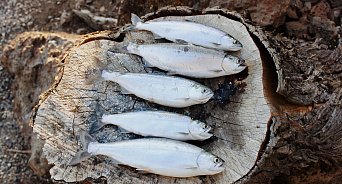 «Ловля на живца!» На Кубани в реке Понура рыба сама прыгает в руки рыбаков – ВИДЕО