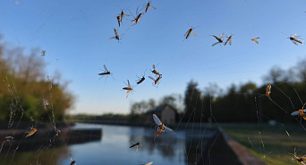Free-зона от комаров: стало известно, когда в Краснодаре обработают водоёмы
