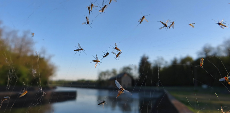 Free-зона от комаров: стало известно, когда в Краснодаре обработают водоёмы