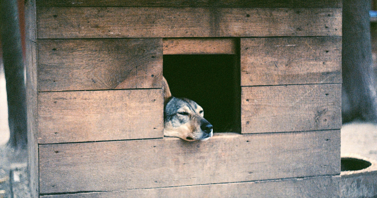 «Дома для собачьих стай, а людям – укусы и страх!» В Краснодаре зооактивисты поставили дворнягам будки, местные резко против