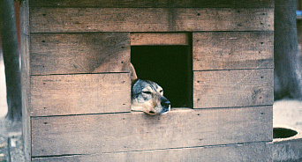 «Дома для собачьих стай, а людям – укусы и страх!» В Краснодаре зооактивисты поставили дворнягам будки, местные резко против