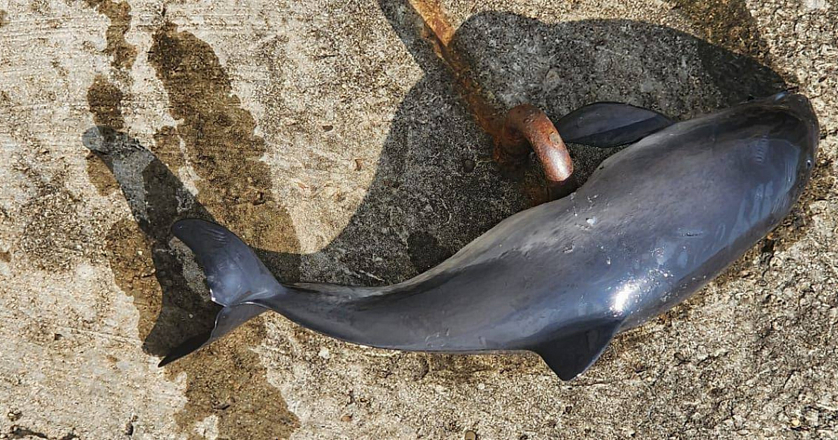 «Виновата камбала»: в Краснодарском крае за неделю погибли более 100 дельфинов