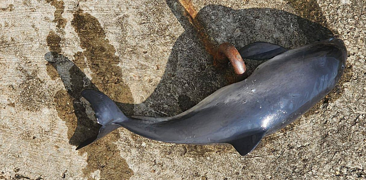 «Виновата камбала»: в Краснодарском крае за неделю погибли более 100 дельфинов