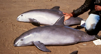 Мёртвых азовских дельфинов нашли на пляжах в Адлере и Новороссийске