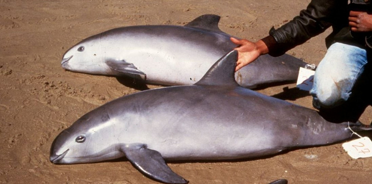 Мёртвых азовских дельфинов нашли на пляжах в Адлере и Новороссийске