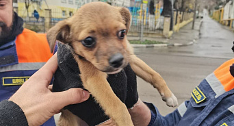 В Новороссийске спасли щенка, застрявшего под капотом машины
