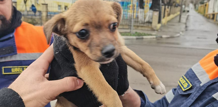В Новороссийске спасли щенка, застрявшего под капотом машины