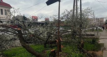 «Не рубите мужики, не рубите!» В Краснодаре вырубили посаженные жителями цветущие деревья 