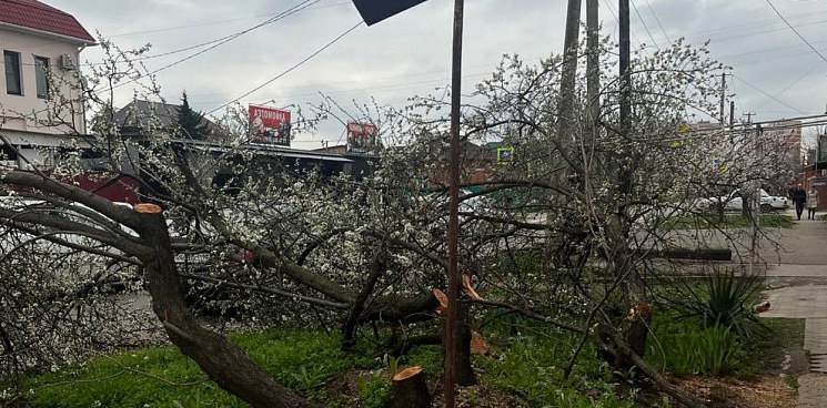 «Не рубите мужики, не рубите!» В Краснодаре вырубили посаженные жителями цветущие деревья 