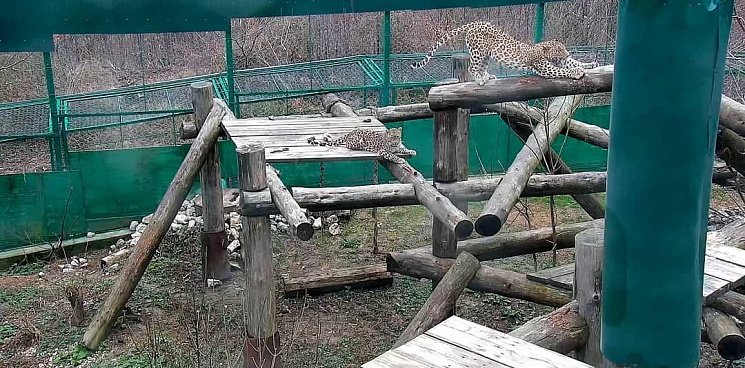 В Сочи в Центре восстановления леопарда ожидают прибавления потомства