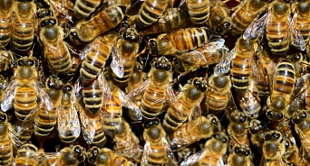 Посылки с пчелами отправляются по всей России из южных регионов страны