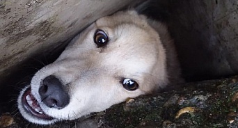 На Кубани спасатели достали собаку, зажатую бетонными плитами