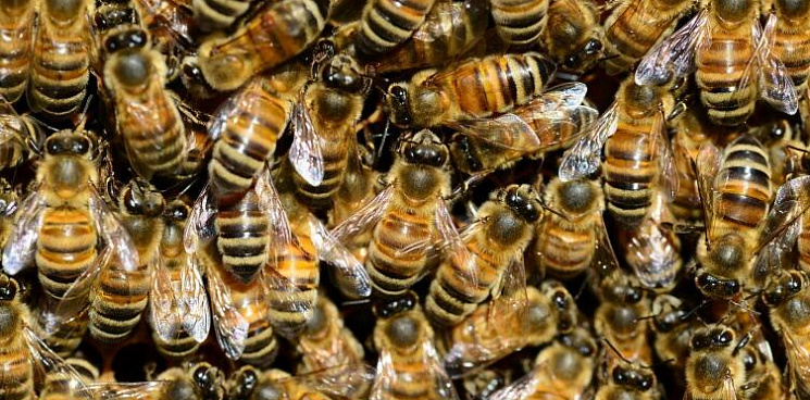 Посылки с пчелами отправляются по всей России из южных регионов страны