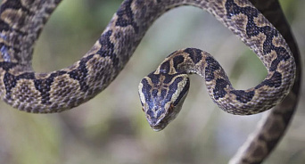 Ядовитая змея в Турции умерла от укусов двухлетней девочки