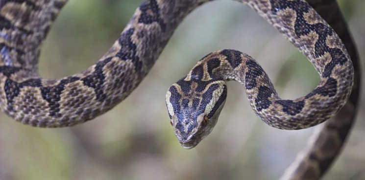 Ядовитая змея в Турции умерла от укусов двухлетней девочки