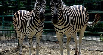 На Кубани хозяев четырех зоопарков оштрафовали за работу без лицензии