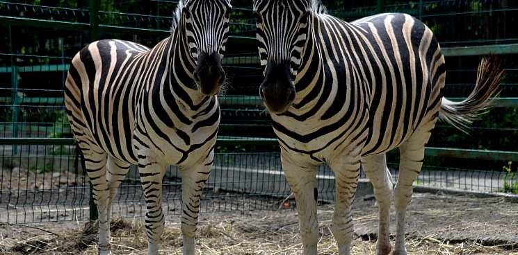 На Кубани хозяев четырех зоопарков оштрафовали за работу без лицензии